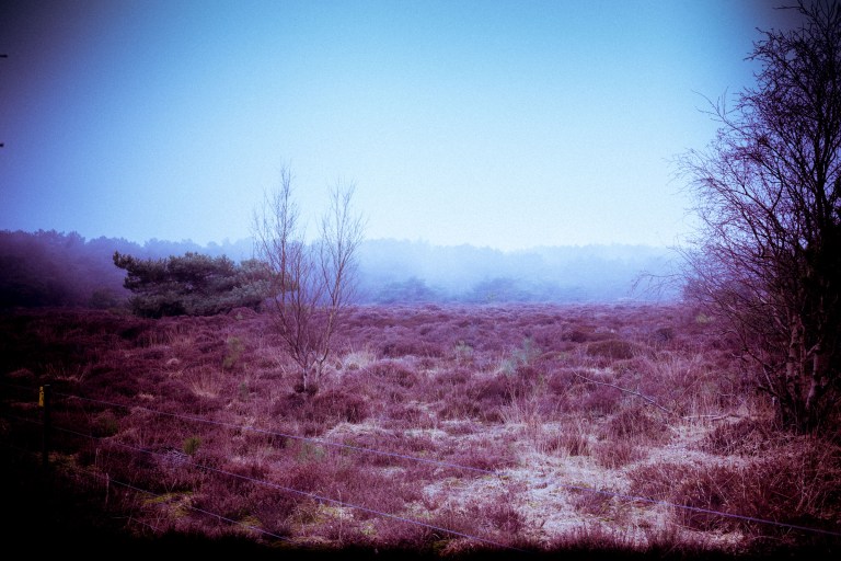 03132017 Schoorlse Dunes EX_0169-2