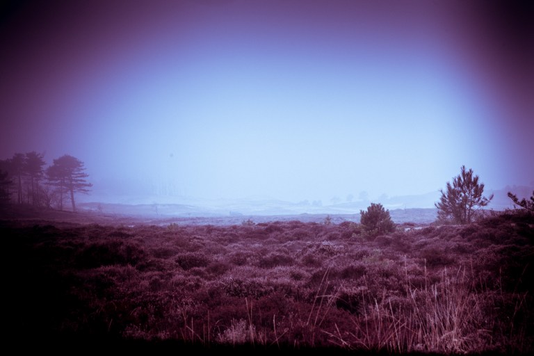 03132017 Schoorlse Dunes EX_0181-2