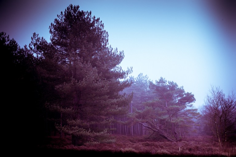 03132017 Schoorlse Dunes EX_0226-2